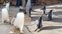 Watch These Happy Penguins GO FOR A WALK