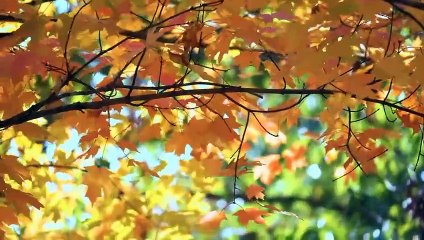 surah rahman, Bismillaahir Rahmaanir Raheem , ,most relaxing quran recitation