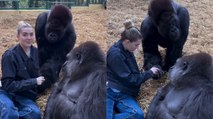 Woman Feeds Treats to Pair of GORILLAS She’s Known Since BIRTH