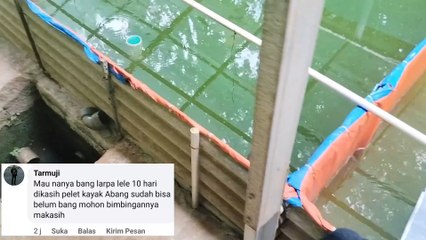 Larva lele umur 10 hari diberi pakan PASTA❗ BOLEH atau TIDAK❓