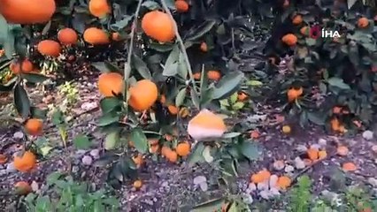 Hatay'da dalında çürüdü, C vitamini zengini tarlada kaldı: Tarlada kilosu 2 TL, markette 20 TL!