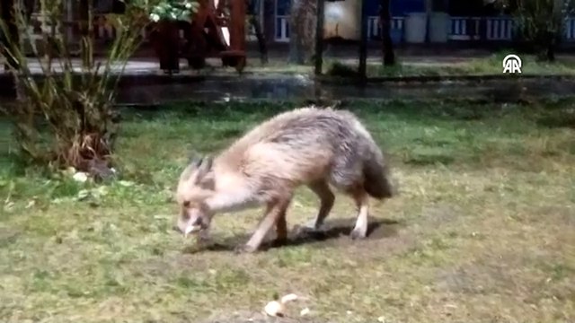 Kafe sahibinin tilkiye poğaça ikramı kamerada