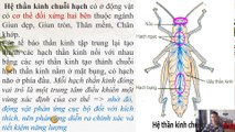 Sinh 11 - Bài 17 Cảm ứng ở động vật