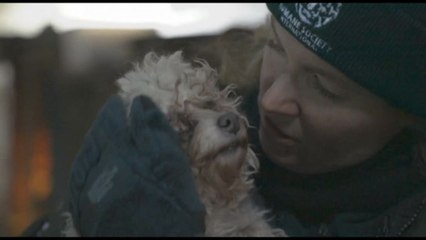 La Corea del Sud vieta il commercio di carne di cane