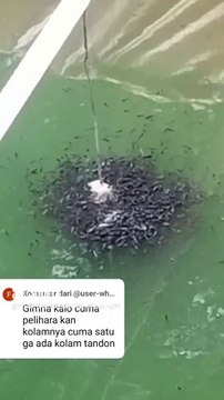 Bagaimana kalau kolamnya satu❗Apakah bisa budidaya ikan lele❓