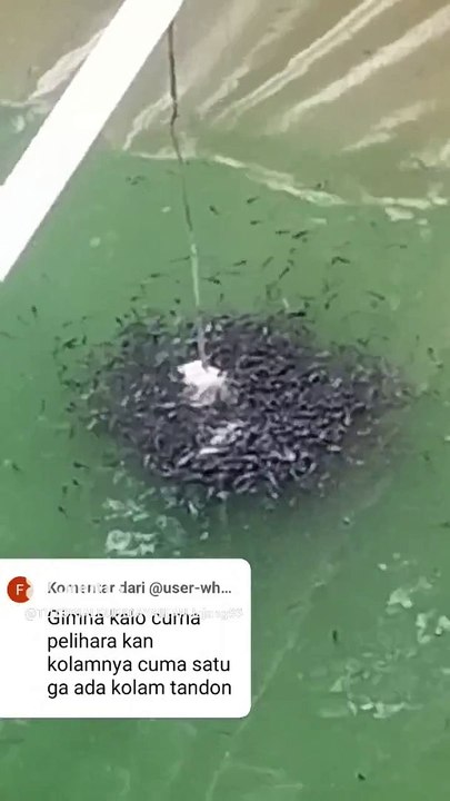 Bagaimana kalau kolamnya satu❗Apakah bisa budidaya ikan lele❓