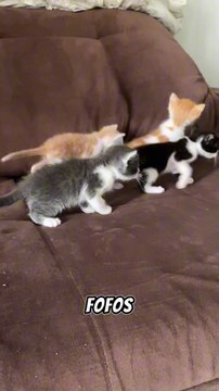 VOCÊ ACREDITA QUE GATOS AFASTAM ENERGIAS NEGATIVAS?