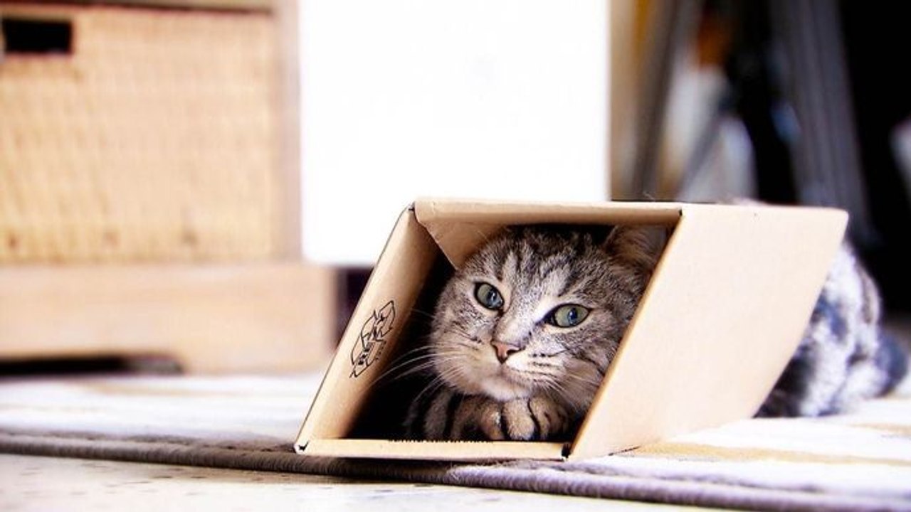 La vie secrète des chats