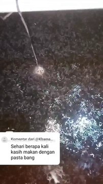 Sehari berapa kali ngasih PASTA untuk larva lele❓