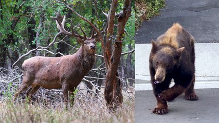 Internet's Greatest Hits: Heartwarming, Hilarious, and Hair-Raising!  || Best of Internet