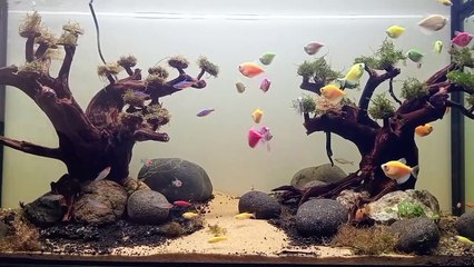 Tank fish rainbow