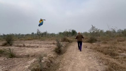 9 Lakh wala parrots Pakad liya 