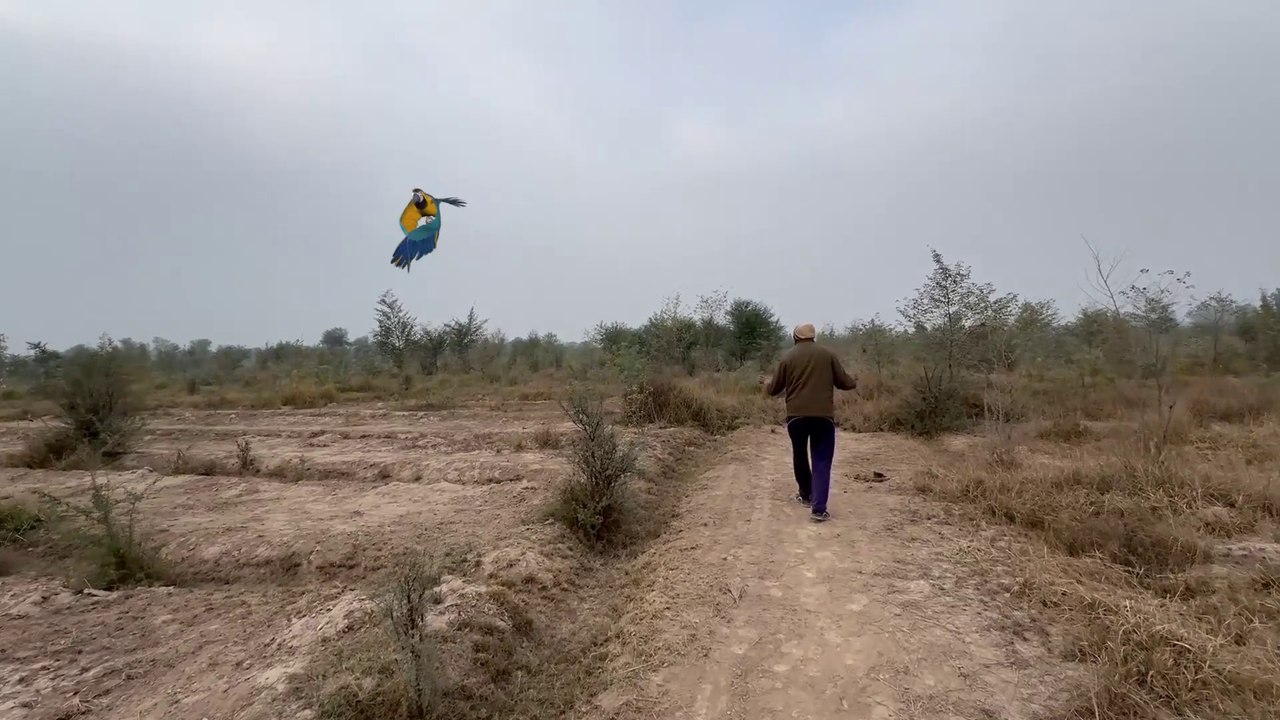 9 Lakh wala parrots Pakad liya 