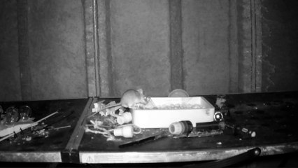A mouse has been caught on camera cleaning up a man's shed