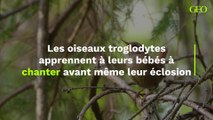 Les oiseaux troglodytes apprennent à leurs bébés à chanter avant même leur éclosion, révèle une nouvelle étude