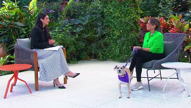 bd-enfermedades-de-los-animales-que-perjudican-a-las-personas-090124