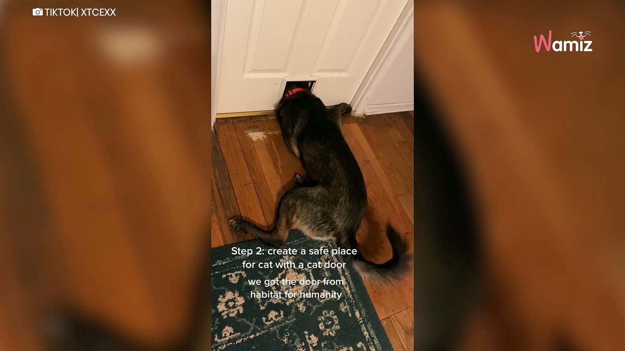 Ils organisent la première rencontre entre leur chat et un chien de refuge : 10M d'internautes se figent sur place (vidéo)