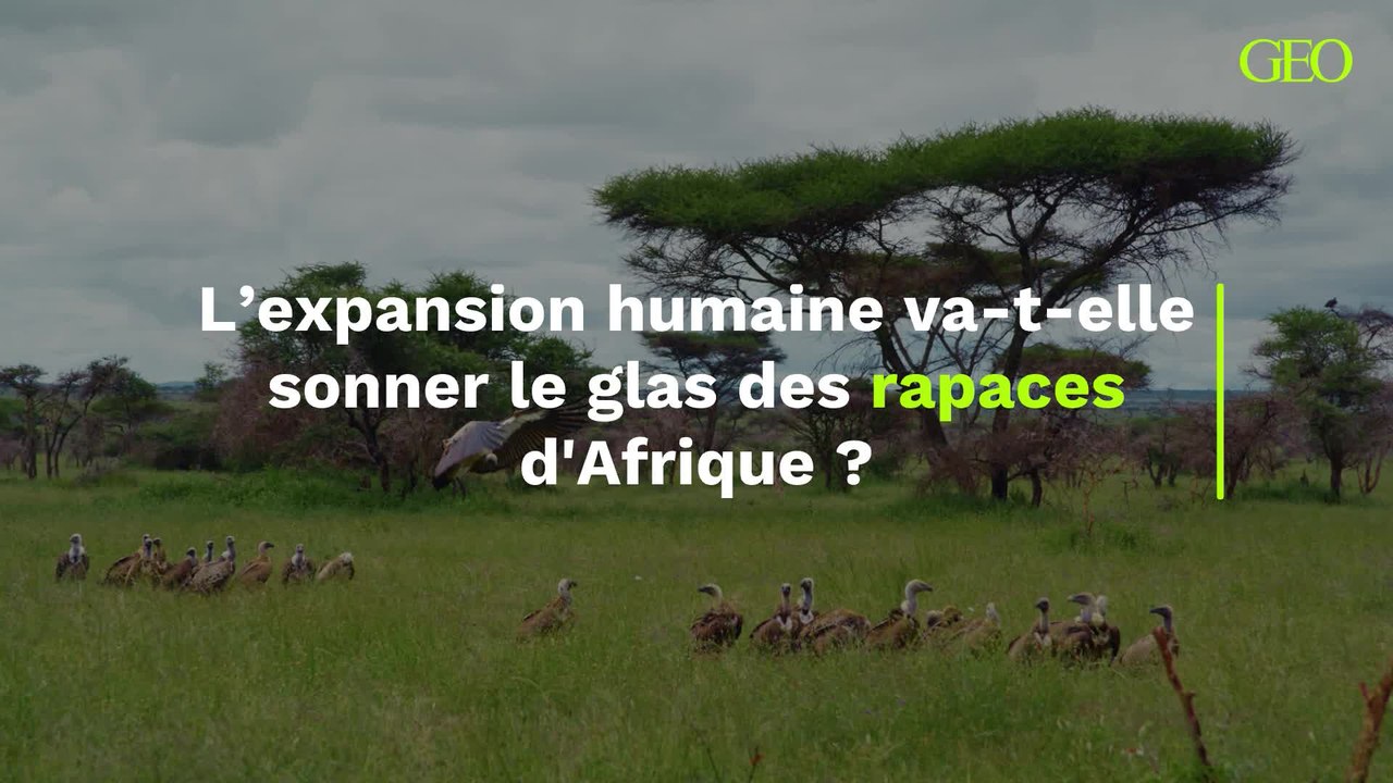 "Ils n'ont plus nulle part où aller" : l'expansion humaine va-t-elle sonner le glas des rapaces d'Afrique ?