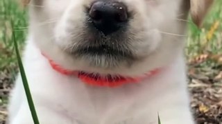cute dog status video