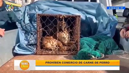 No más consumo de carne de perro en Corea del Sur