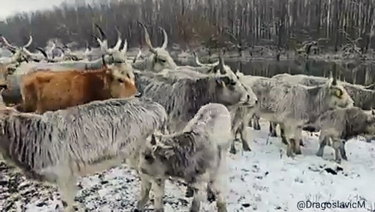 animais sérvia