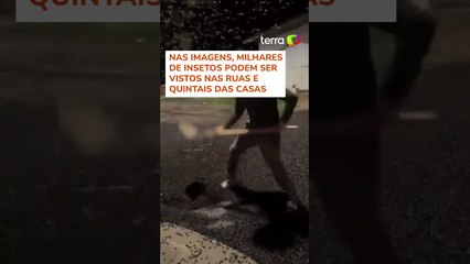 Infestação de besouros é registrada por moradores no interior do Amapá #shorts