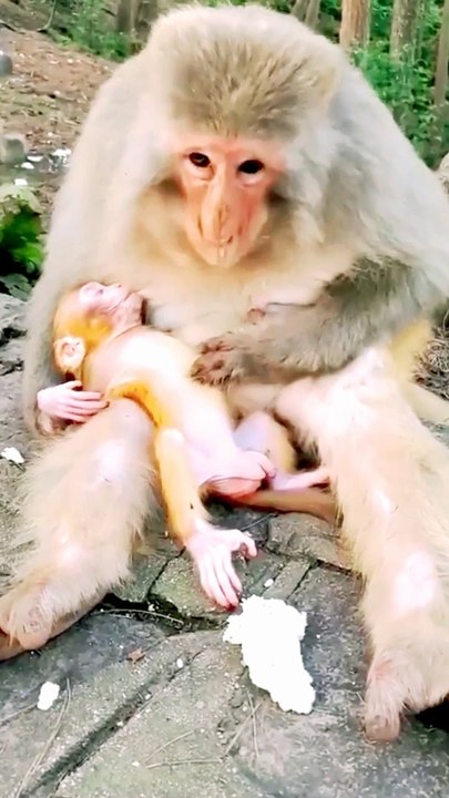 Animal Funny Videos, Langoor Viral Video, New Animal Funny Video, Mankey Dance Video, Funny Animal's,#Animals#Mankey