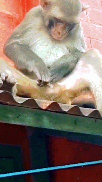 Funny Mankey Dance, Mankey Dance, Mankey New Dance Video, Bandar Dance Video #Mankey#Animals