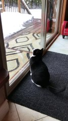 Gina The Cat Is The Bane Of All Feathers