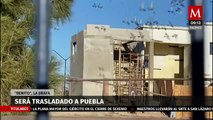 ¿Cómo vive Benito, la jirafa de Ciudad Juárez que buscan trasladar a Puebla?