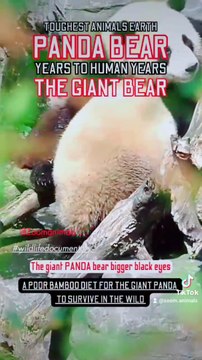 the giant red panda bear, pandas don't love mam, toughest animal earth, panda bamboo diet for a few years to survive, panda year to human years panda panda express menu panda yaya xbox 360 panda xbox panda pfp xbox 360 kung fu panda xi jinping panda xpone