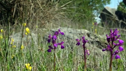 Derelict Housing of Protest - Mysteries of the Abandoned