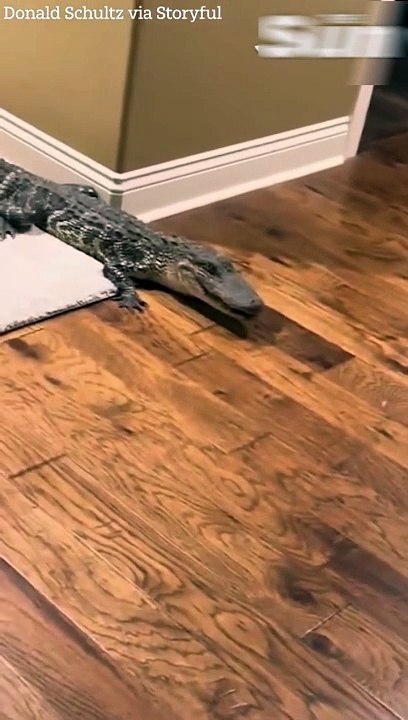 Alligator sneaks through dog door before being wrangled