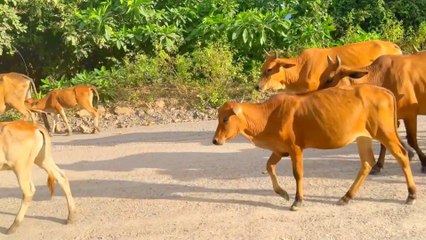 cute tame cow is looking for food