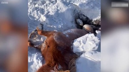 Heartwarming moment rescue team saves pregnant horse stuck in hole