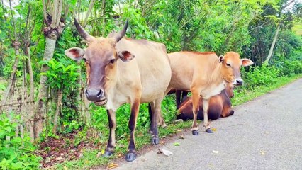 Tame cows are looking for food on the side of the road