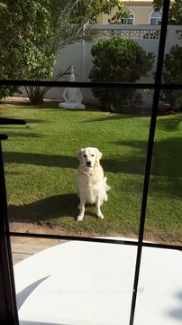 Elle est composée d'un grand jardin rempli de palmiers, idéal pour son chien à en croire une story InstagramCaroline Receveur partage des images de sa nouvelle maison à Dubaï. Instagram