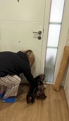 Wiener Dog Pups React to Wiener Dog Doorstopper