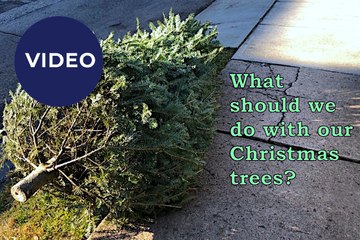 4 Creative Ways to Reuse Your Old Christmas Tree 🎄