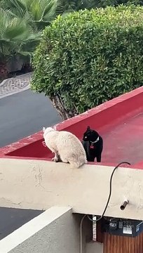 Tomas The Cat And His Unkind Girlfriend