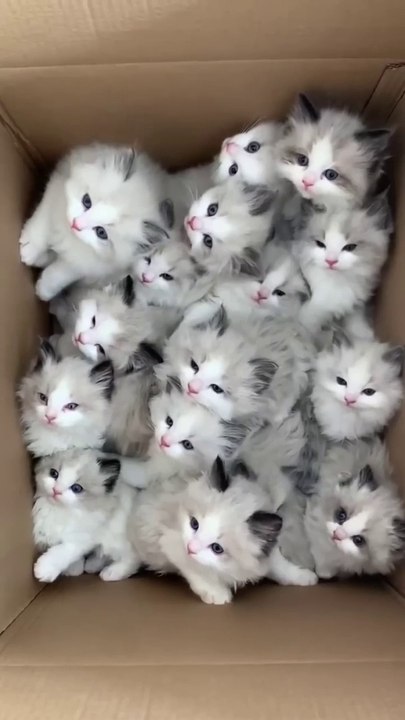 Welcome to our hilarious compilation of funny cats! Get ready to laugh out loud as these adorable felines showcase their silly antics and playful personalities. From epic fails to unexpected surprises, this video is guaranteed to brighten your day and put