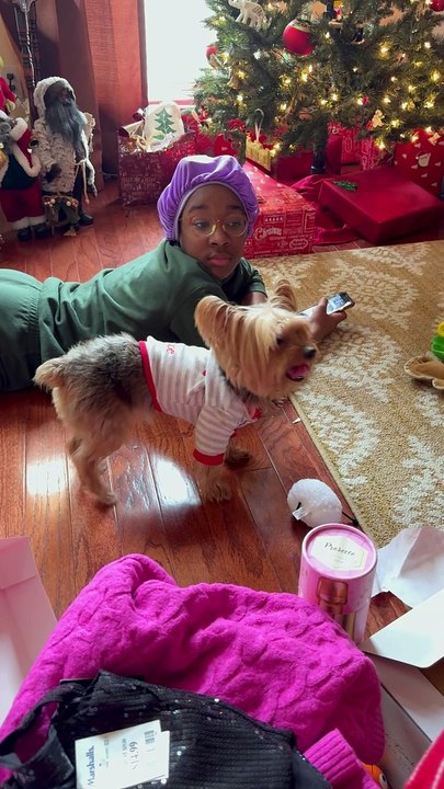 Yorkie Tears Apart Package