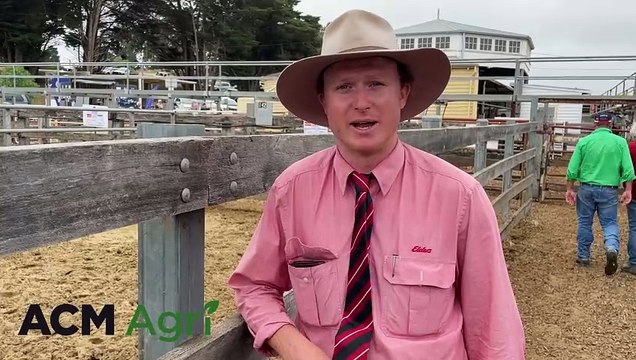 Casterton Hereford and Euro steers sale | Stock & Land | 10/01/24