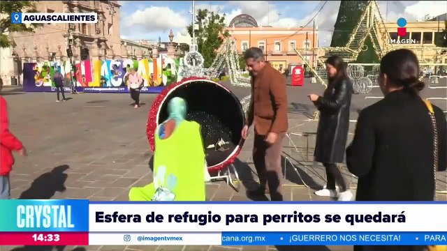 Esfera navideña se convierten en refugio de perritos callejeros en Aguascalientes