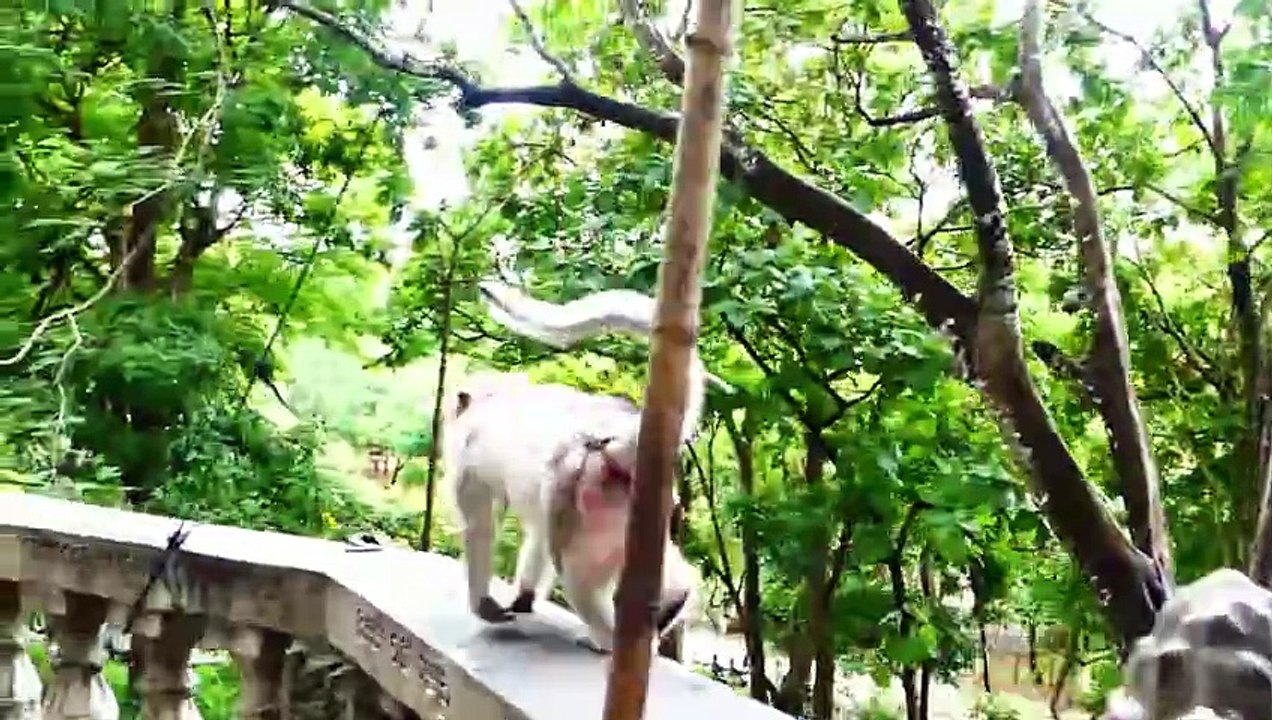 Old Mama Barry Rejects Her Beloved Baby Bean From Milk (720p_25fps_H264-192kbit_AAC)
