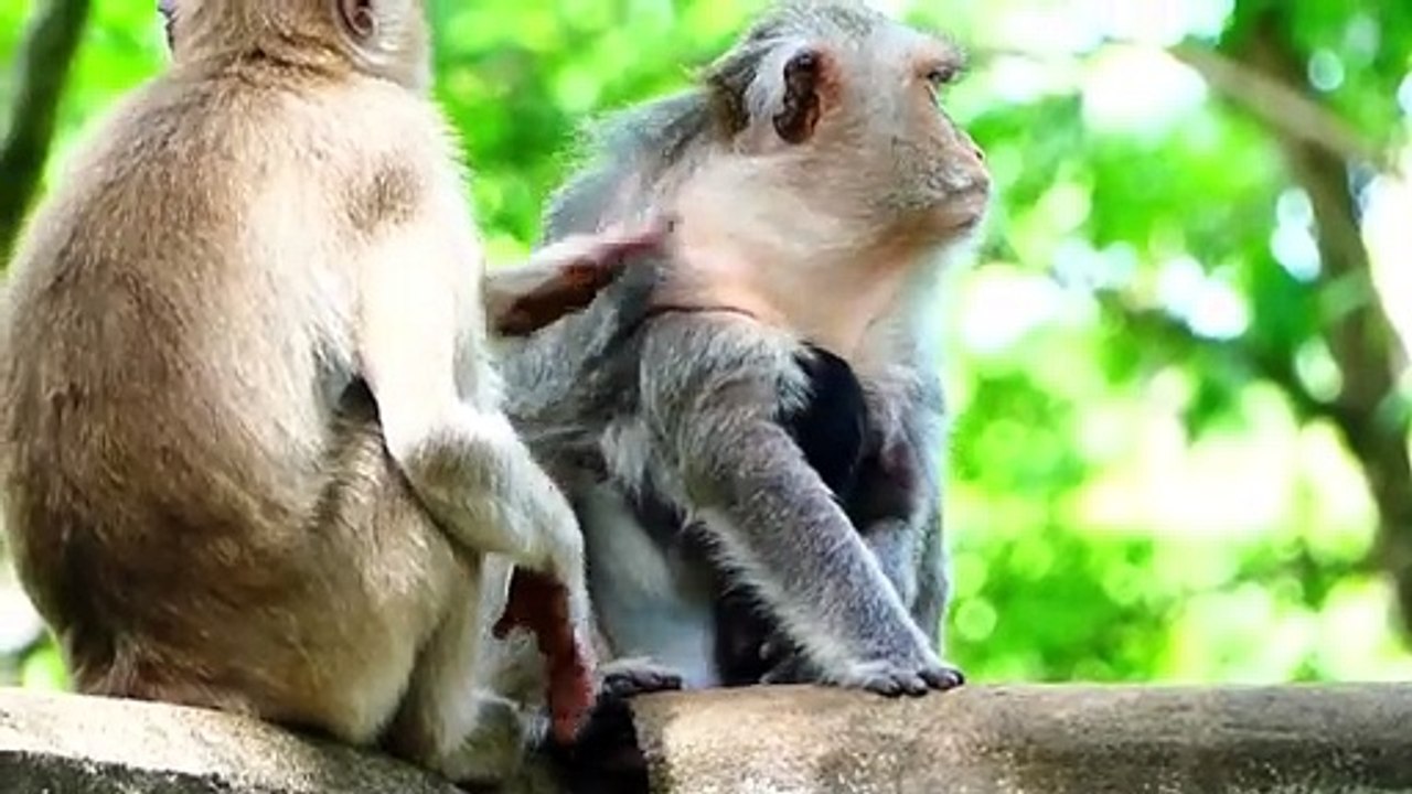 Old Mama Barry Carries Newborn Baby With Full Of Hungriness And Tiredness (720p_25fps_H264-192kbit_AAC)