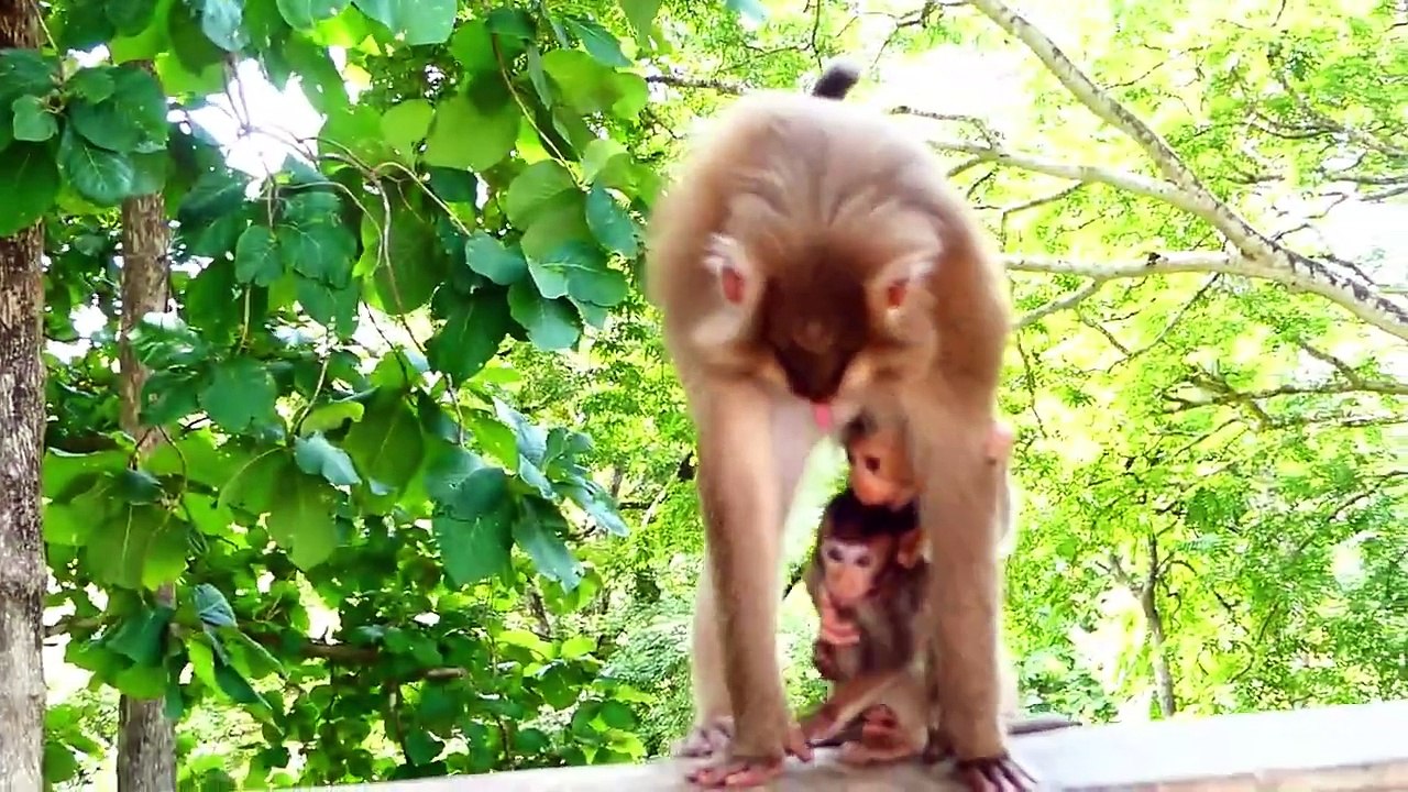 Old Mama Provides Warming Two Babies, Tessa And Lyza Baby, Malida Walks Away Makes Tessa Scared (720p_25fps_H264-192kbit_AAC)