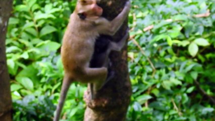 OMG ! Little Bella Try Hug Big Tree Call Loud For Someone HELP, Almost Falling Down (720p_25fps_H264-192kbit_AAC)