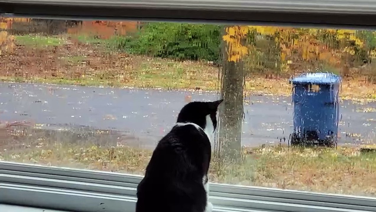 Kitty Watches the Leaves Fall