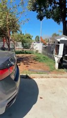 Dog Stands Up on Fence